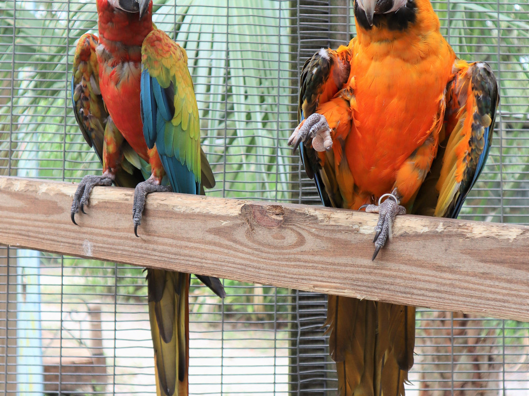 Bird Gardens of Naples-那不勒斯必去景点