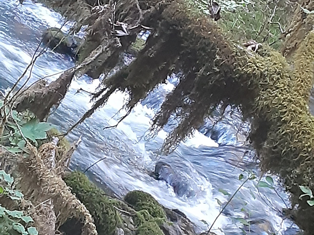 Wolf Creek Falls Trail景点图片