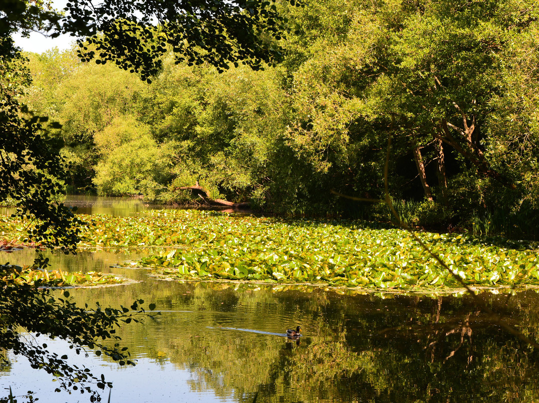Gobions Wood Nature Reserve景点图片
