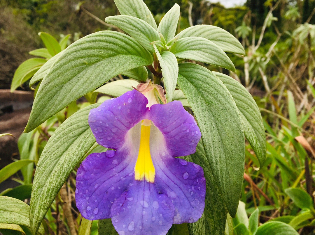 Thambapanni Travel Company-锡吉里亚必去景点