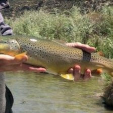 About Trout Guided Fly Fishing-Chama必去景点