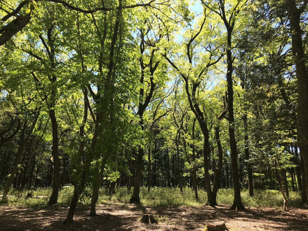 Funabashi Kemmin no Mori-船桥市必去景点