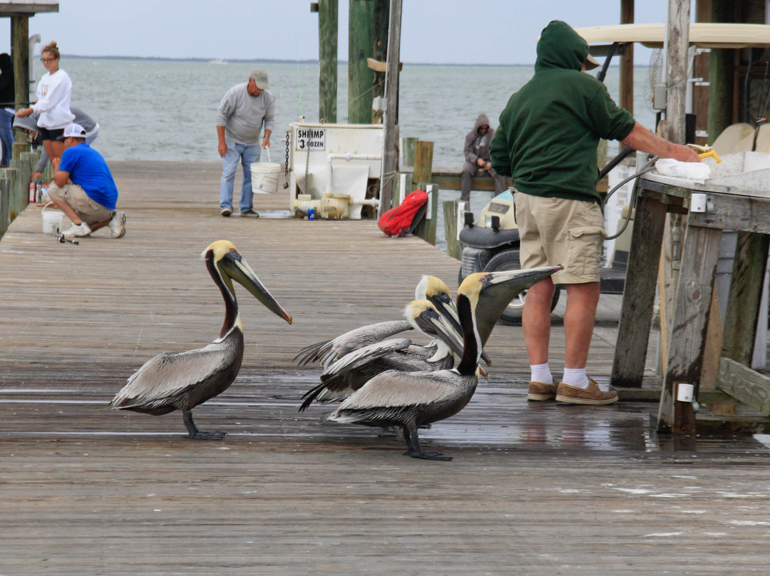 Bokeelia Fishing Pier-Bokeelia必去景点