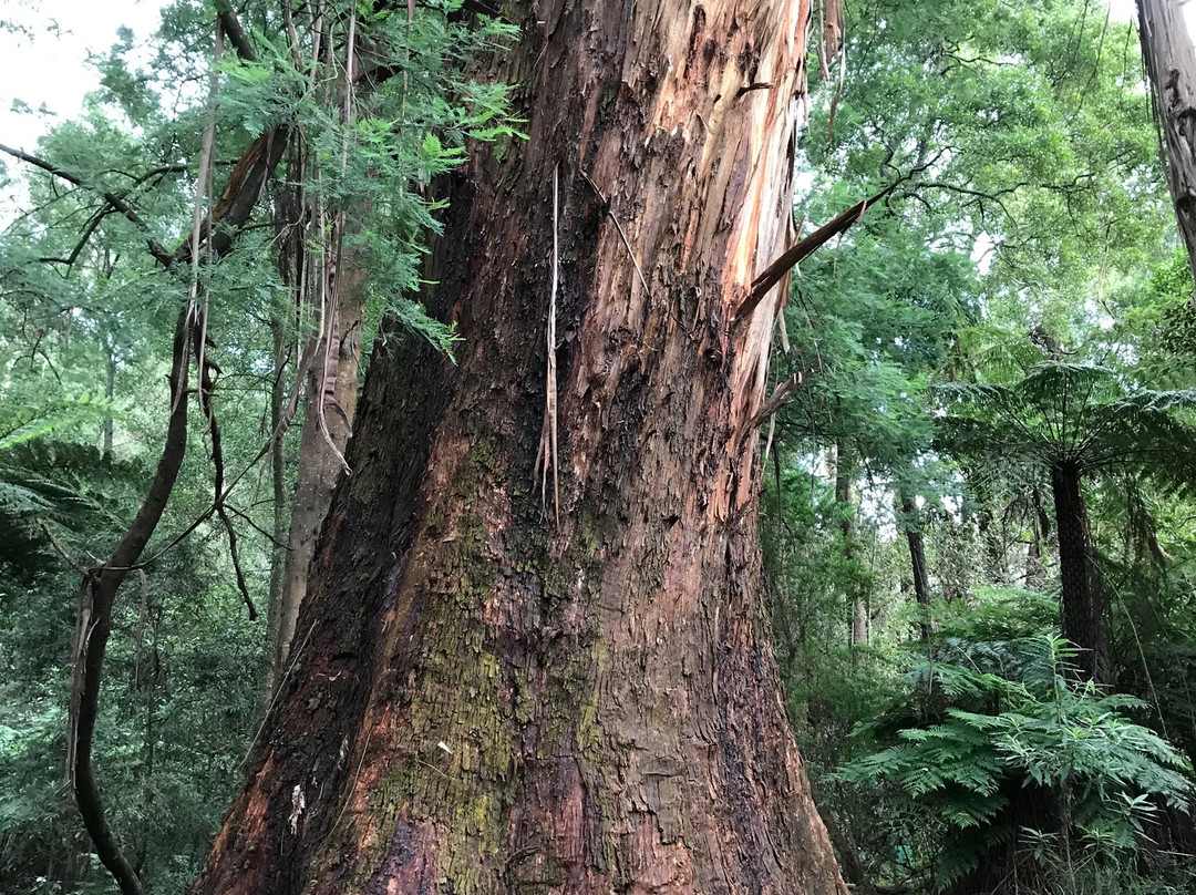 Gembrook Park-Gembrook必去景点