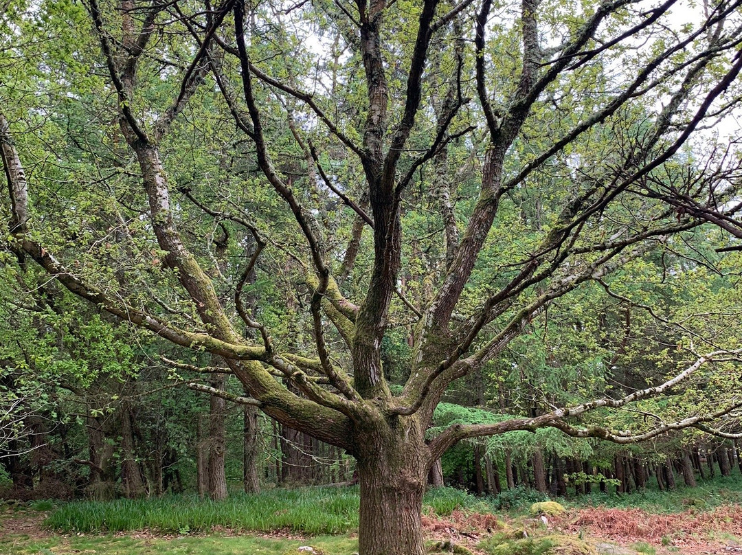 Barnaslingan Woods-Enniskerry必去景点