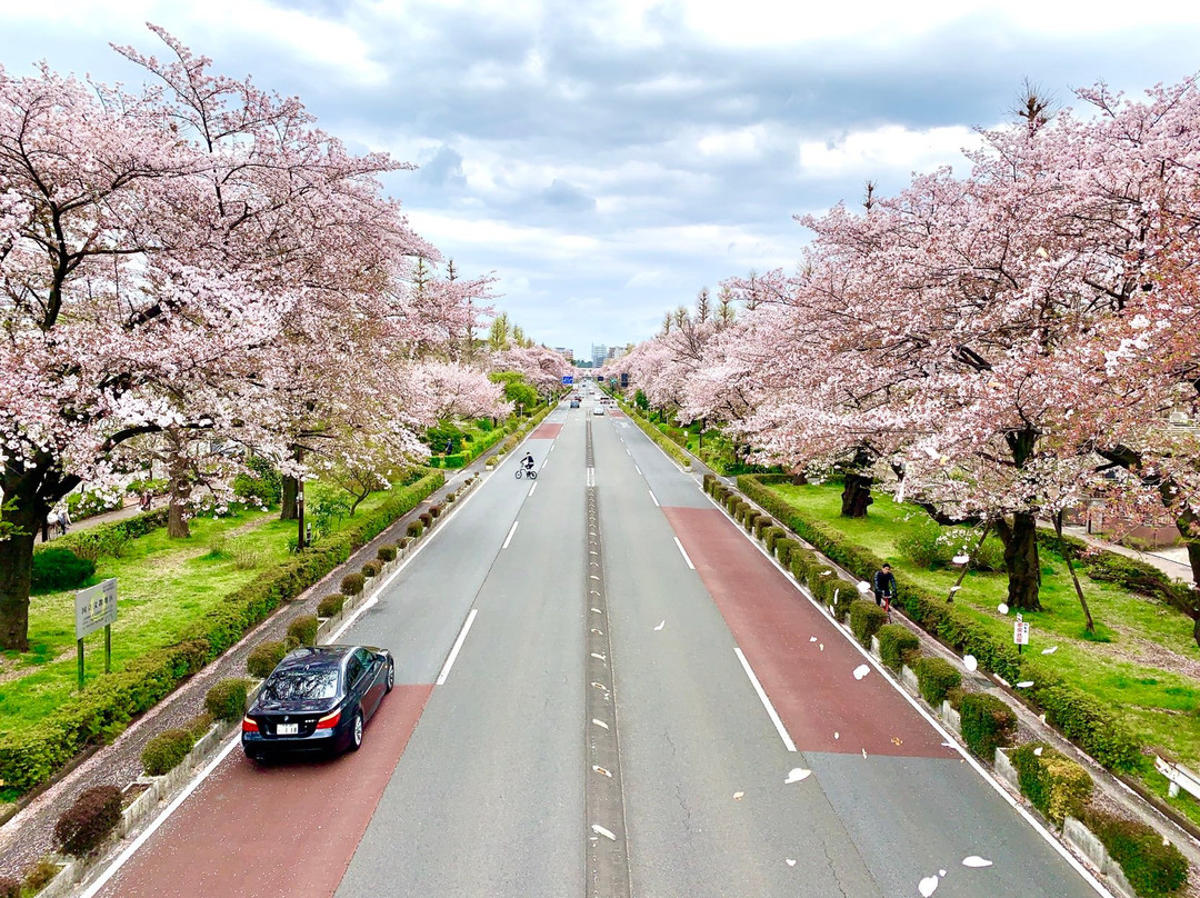 Daigakudori Street-国立市必去景点