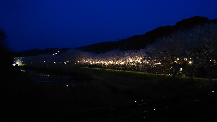 Sakura Trees along Nagare River-浮羽市必去景点