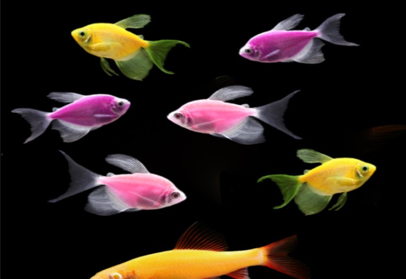 Neptunes Aquariums-海厄利亚必去景点