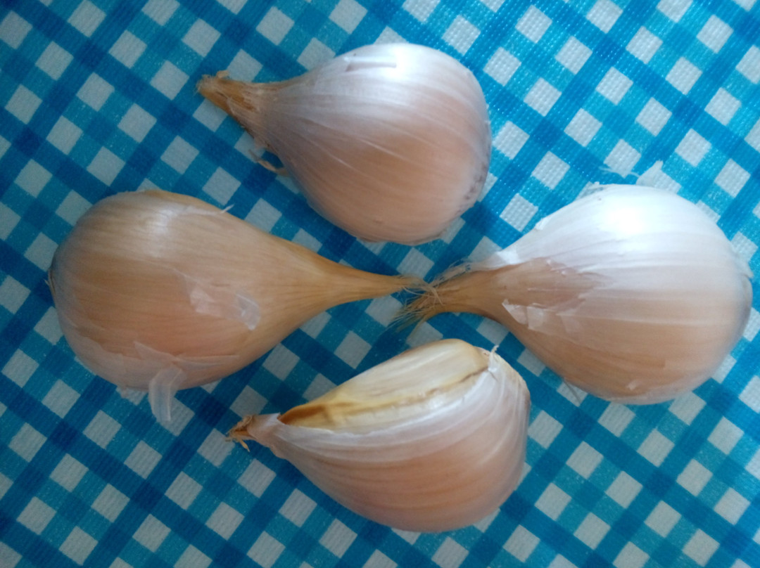 Humpy Nut World- 阿瑟顿必去景点