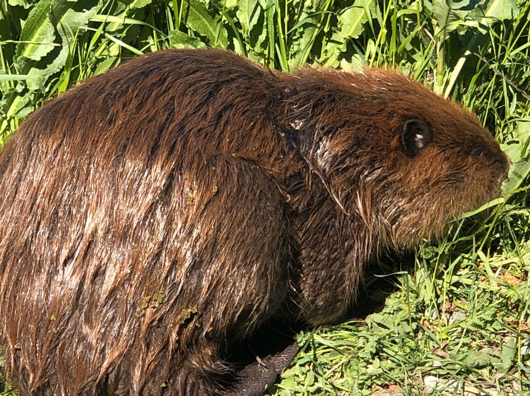 Cosumnes River Preserve-Galt必去景点