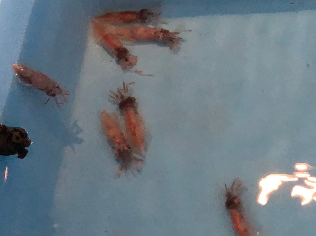 Firefly Squid Museum-滑川市必去景点
