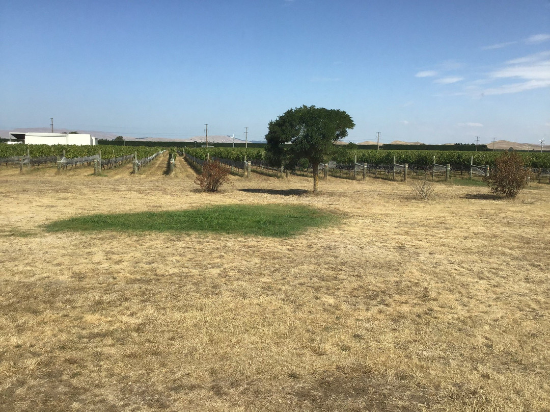 Ash Ridge Wines景点图片