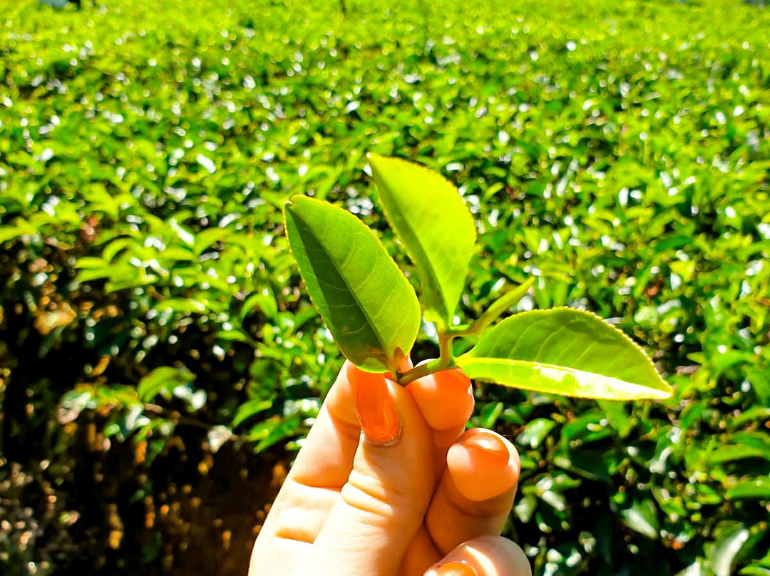 Sri Lanka Insta Tours-卡图纳耶克必去景点