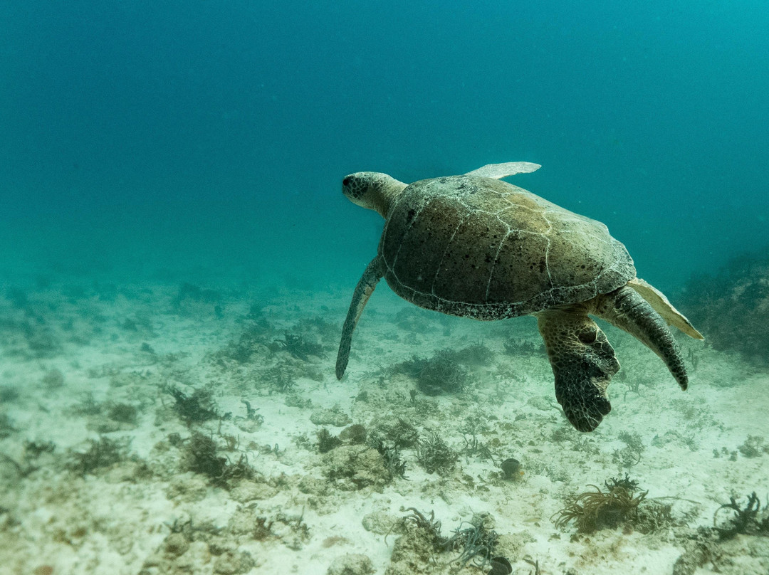 BE Diving Playa-普拉亚德尔卡曼必去景点