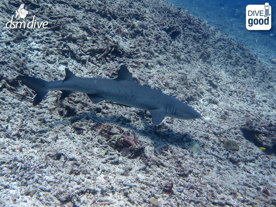 DSM Dive - Lombok-Senggigi必去景点