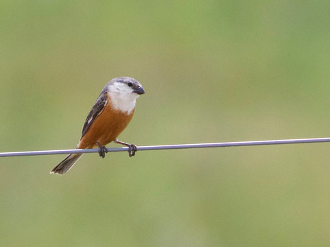 Birding Buenos Aires-布宜诺斯艾利斯必去景点