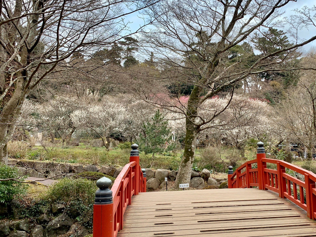 Atami Baien Ume Blossom Festival-热海市必去景点
