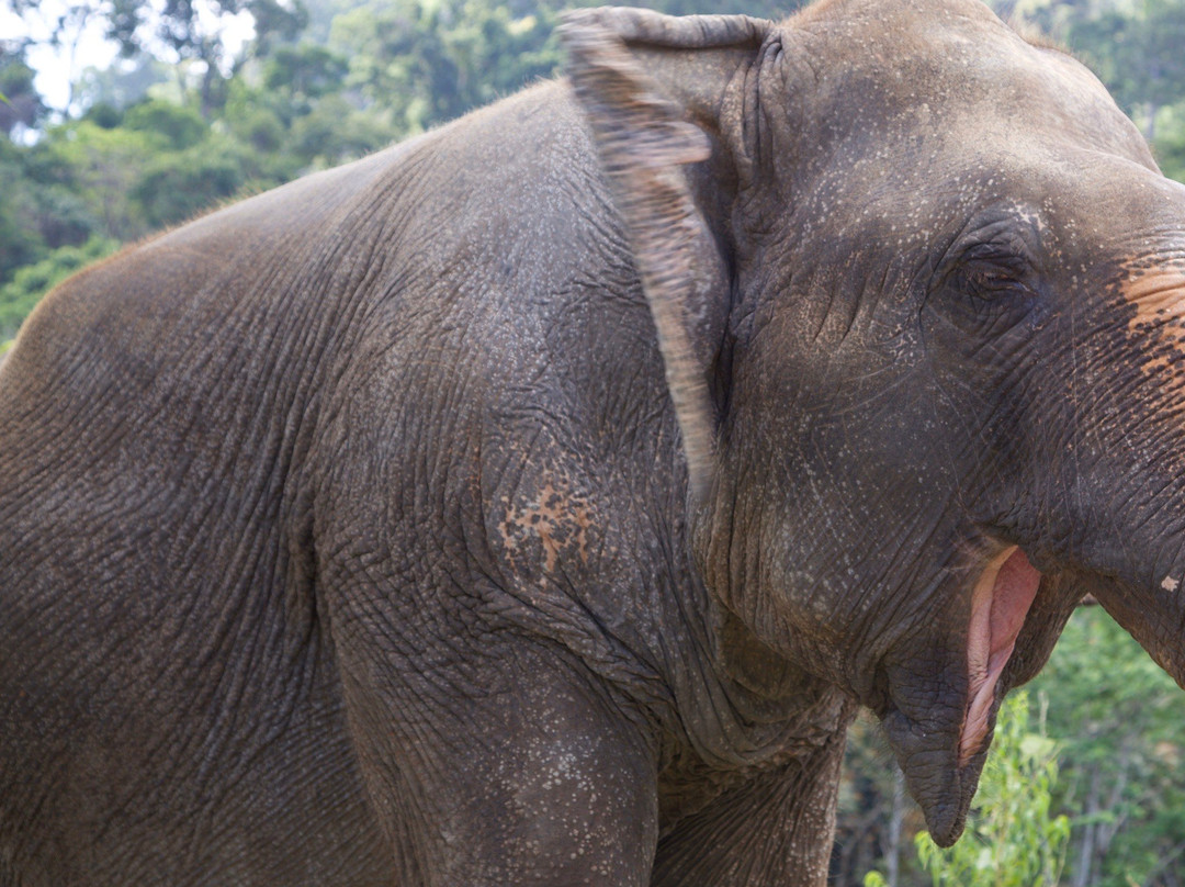 Phuket Elephant Park景点图片