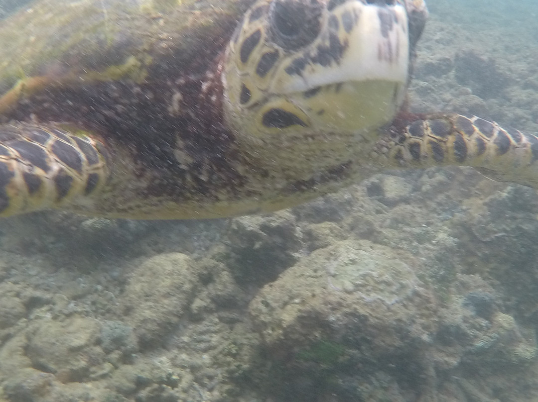 Dive Seenigama Dive Lanka-希克杜沃必去景点