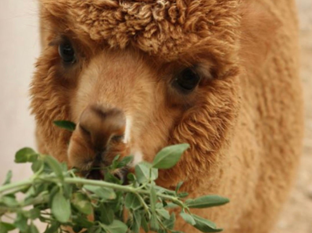 North Sedra Farm-Madinat Ash Shamal必去景点