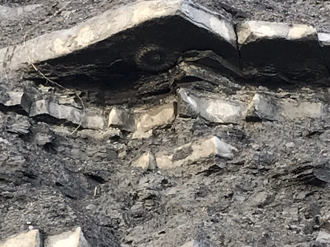 Lyme Regis fossil walks-Charmouth必去景点