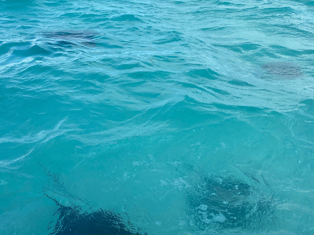 Cobalt Custom Charters-乔治城必去景点