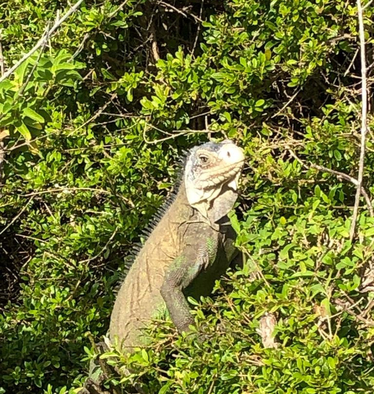 Tarzan Excursion Guadeloupe景点图片