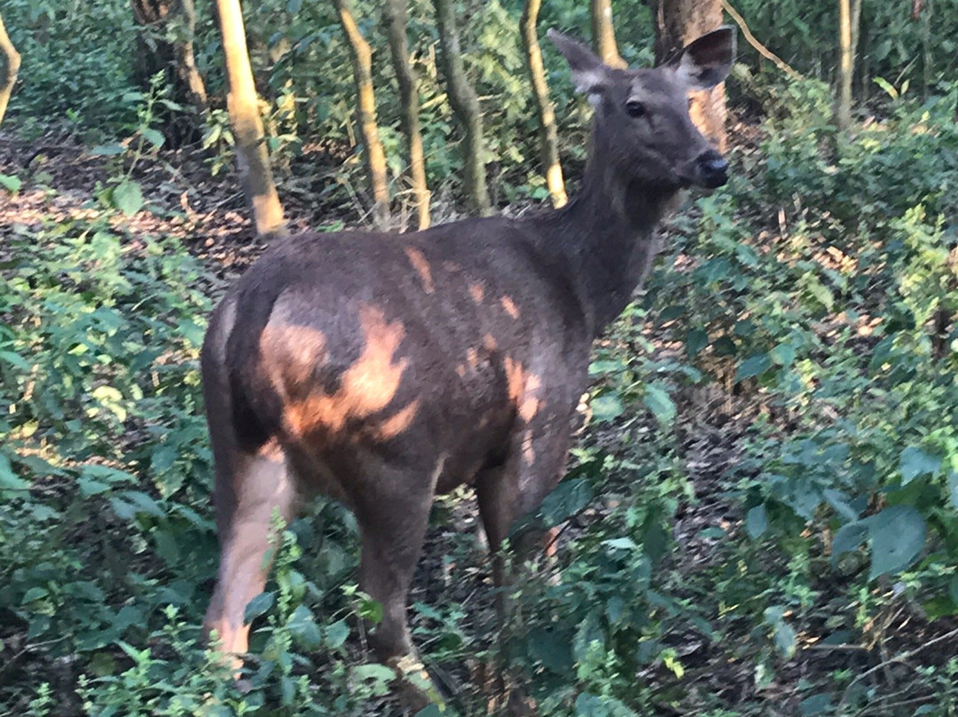 Chitwan Safari Camp & Lodge主图