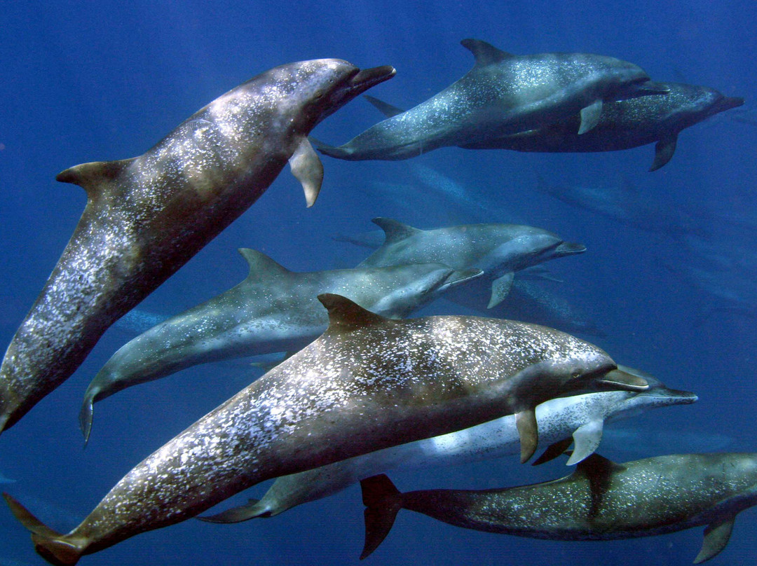 The Divine Dolphin景点图片