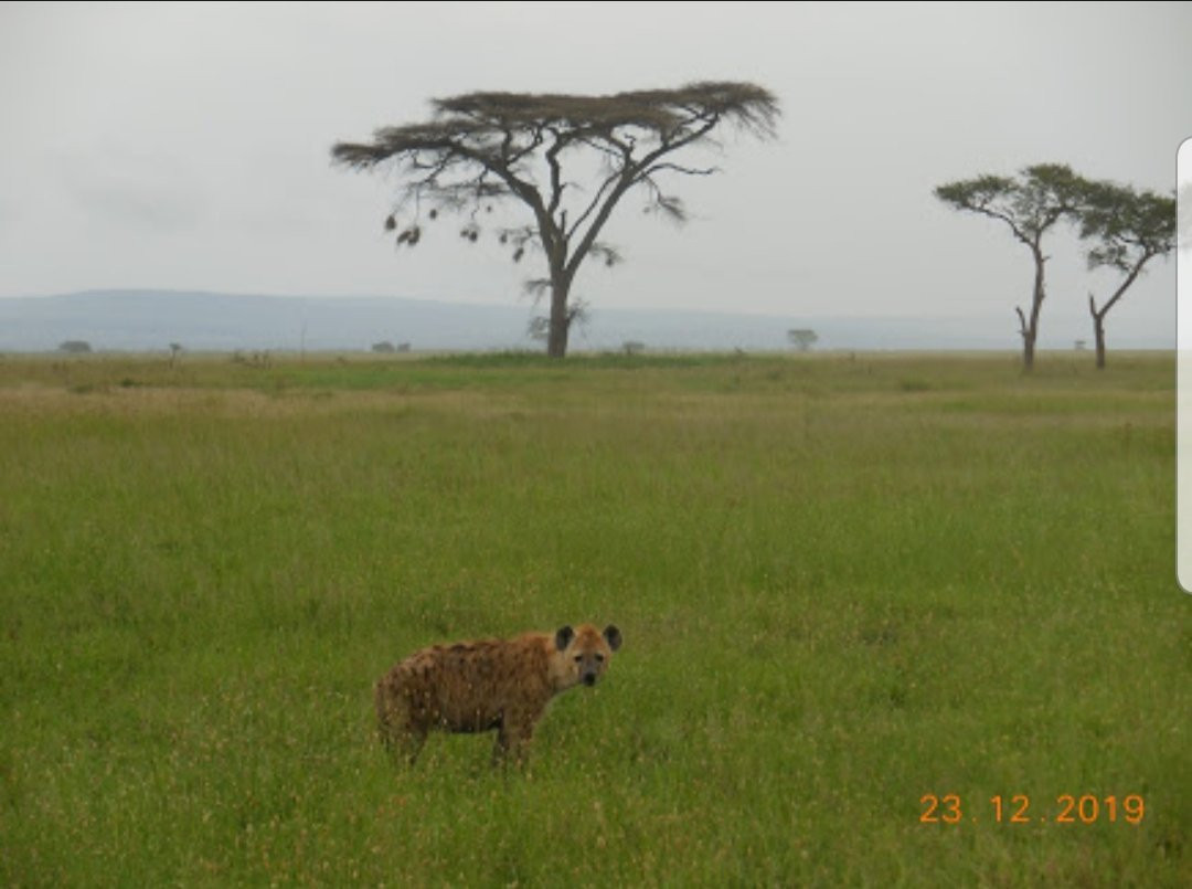 Siringeti Africa Safari -  Day Tour-姆万扎必去景点