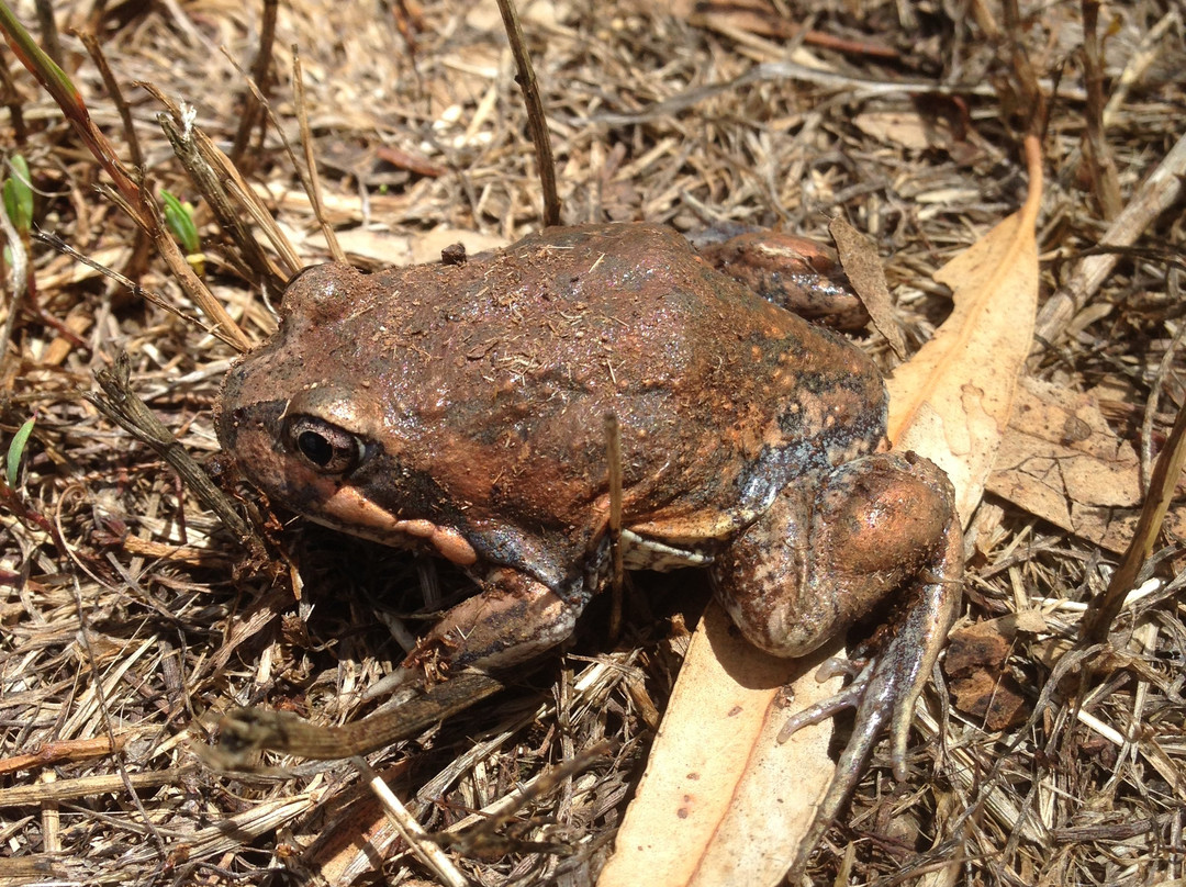 Kyabram Fauna Park-Kyabram必去景点