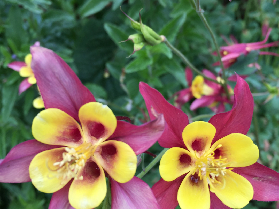 Civic Park-沃拉格尔必去景点