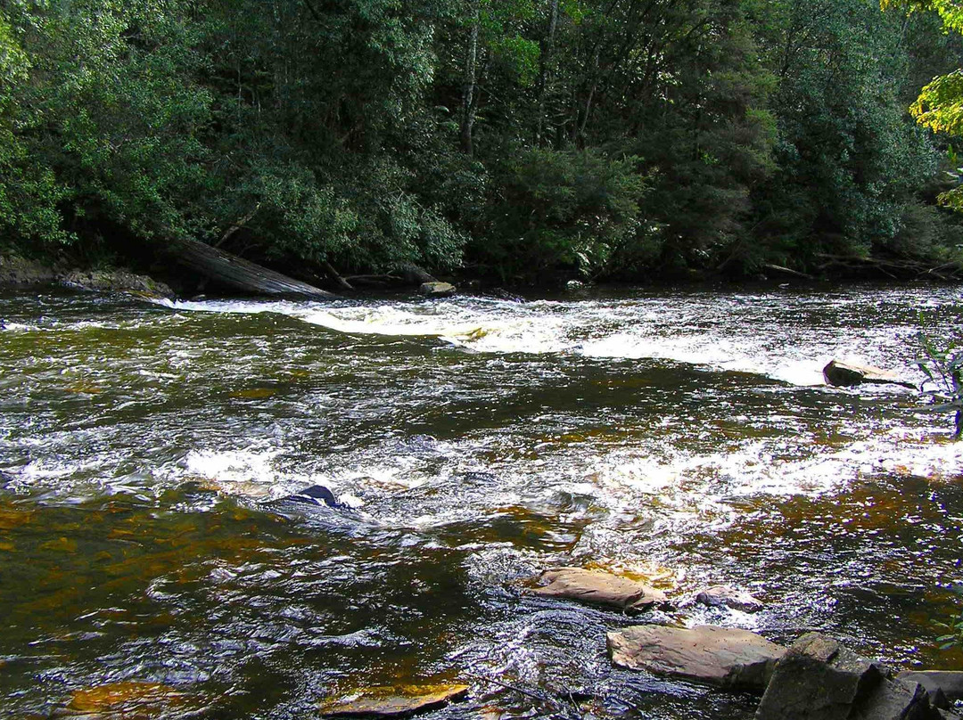 Wild Platypus (formerly All Things Wild At Burnie)-伯尼必去景点