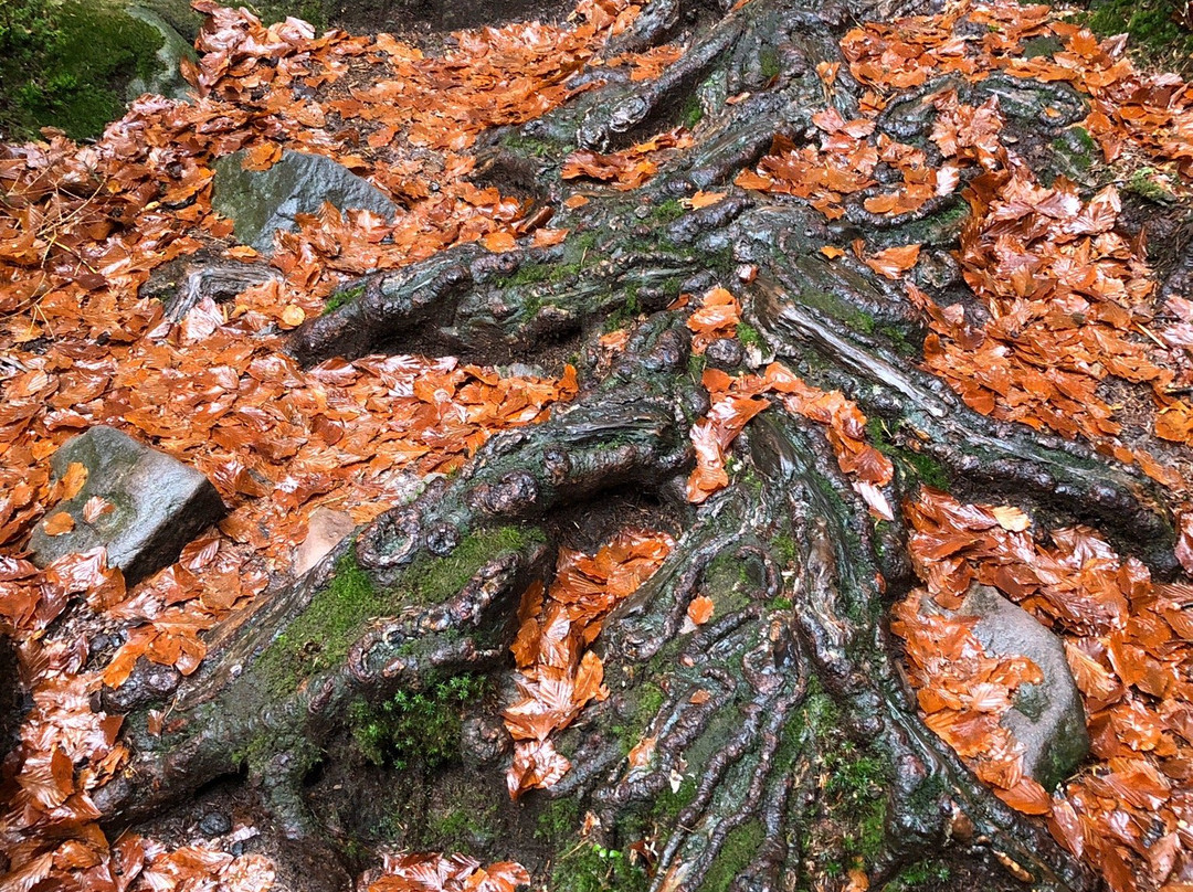 Nationaal park Schwarzwald-Seebach必去景点