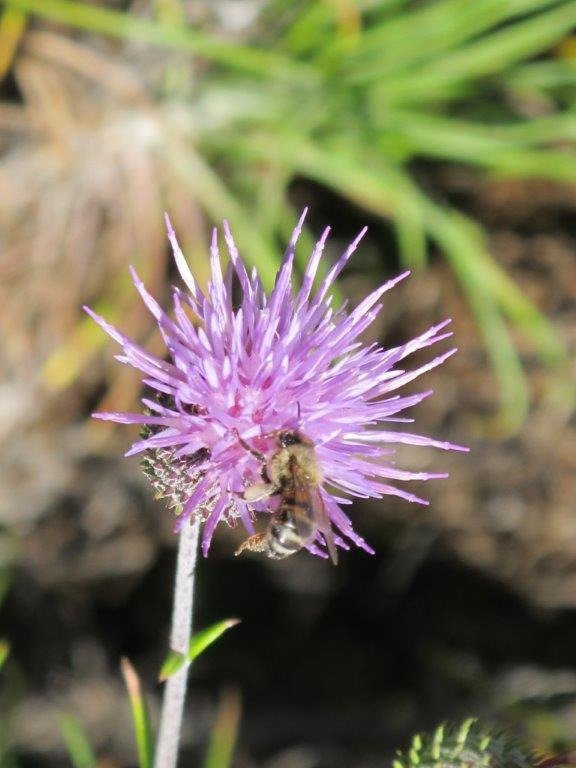 Agrilia Studios主图