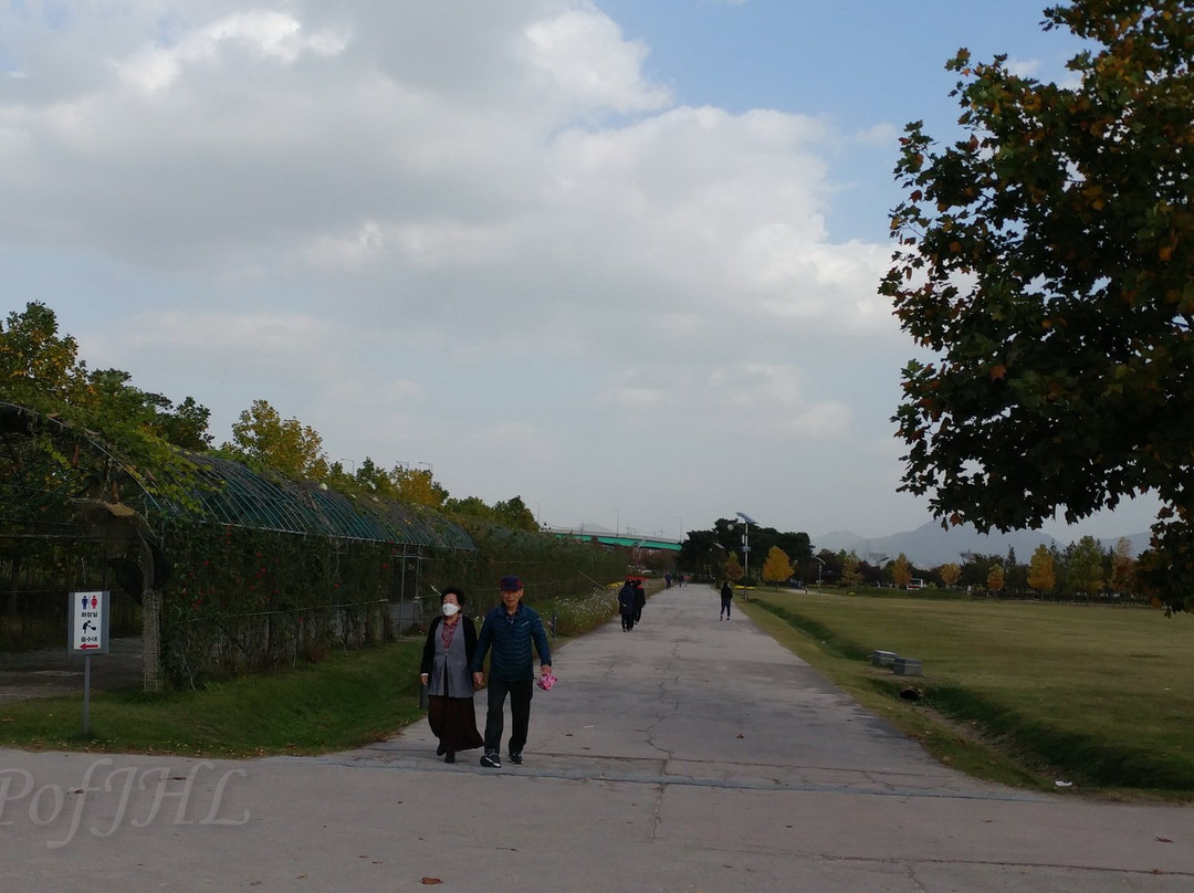 Guri Hangang Park (Cosmos Park)
