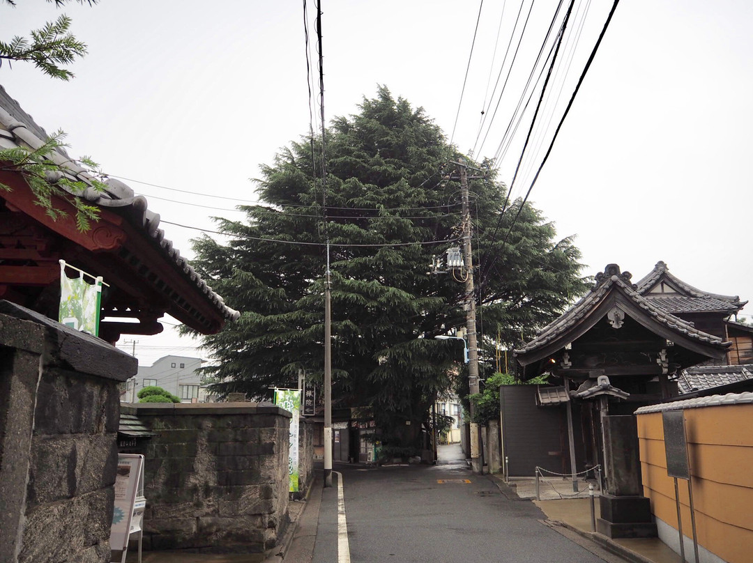 The Yanaka's Himalayan Cedar Tree-Yanaka必去景点
