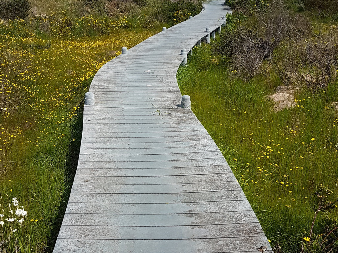 Intaka Island-开普敦中心区必去景点
