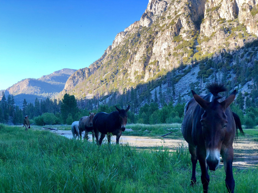 Golden Trout Wilderness Packtrains