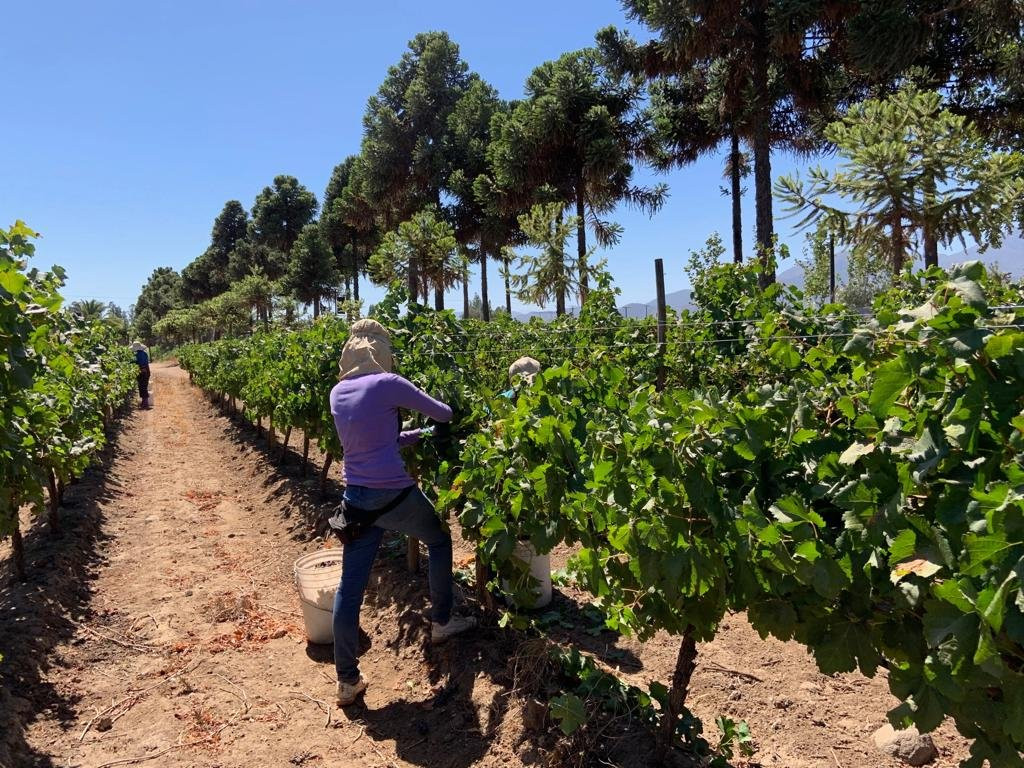 Vinedos Torreon de Paredes-Rengo必去景点
