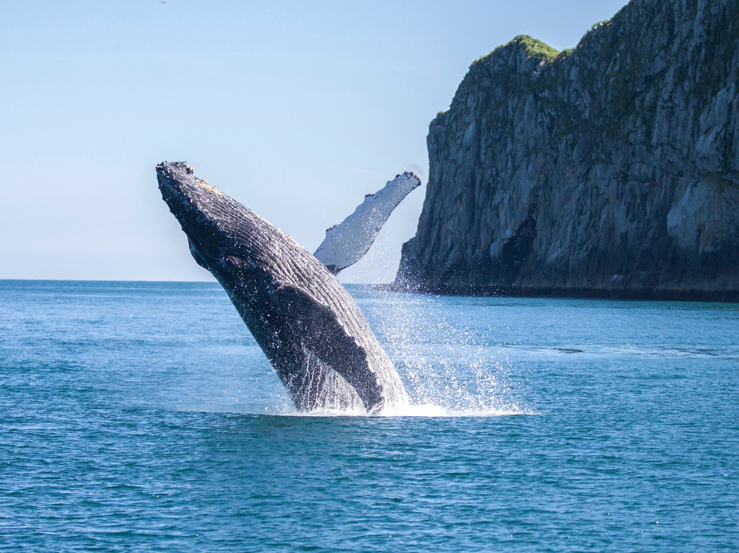 基奈峡湾巡航之旅-苏厄德必去景点