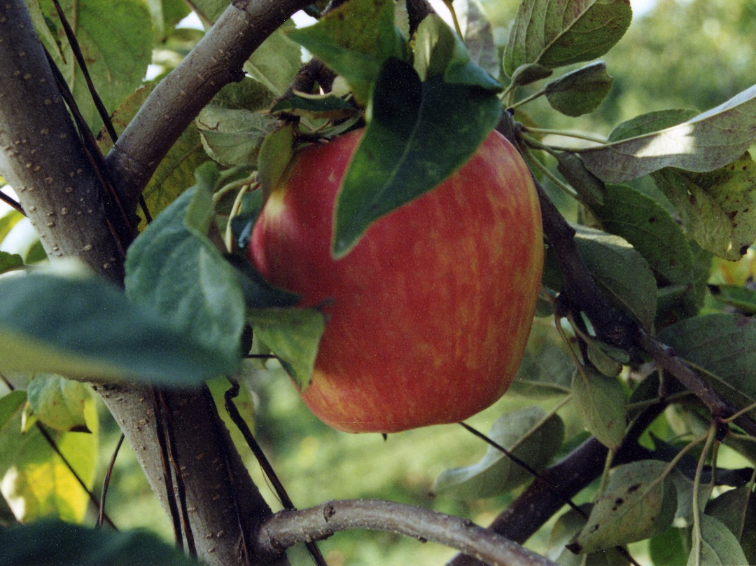 Sm'Apples Orchard景点图片