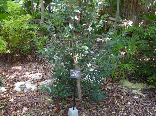 Key West Tropical Forest and Botanical Garden-基韦斯特必去景点
