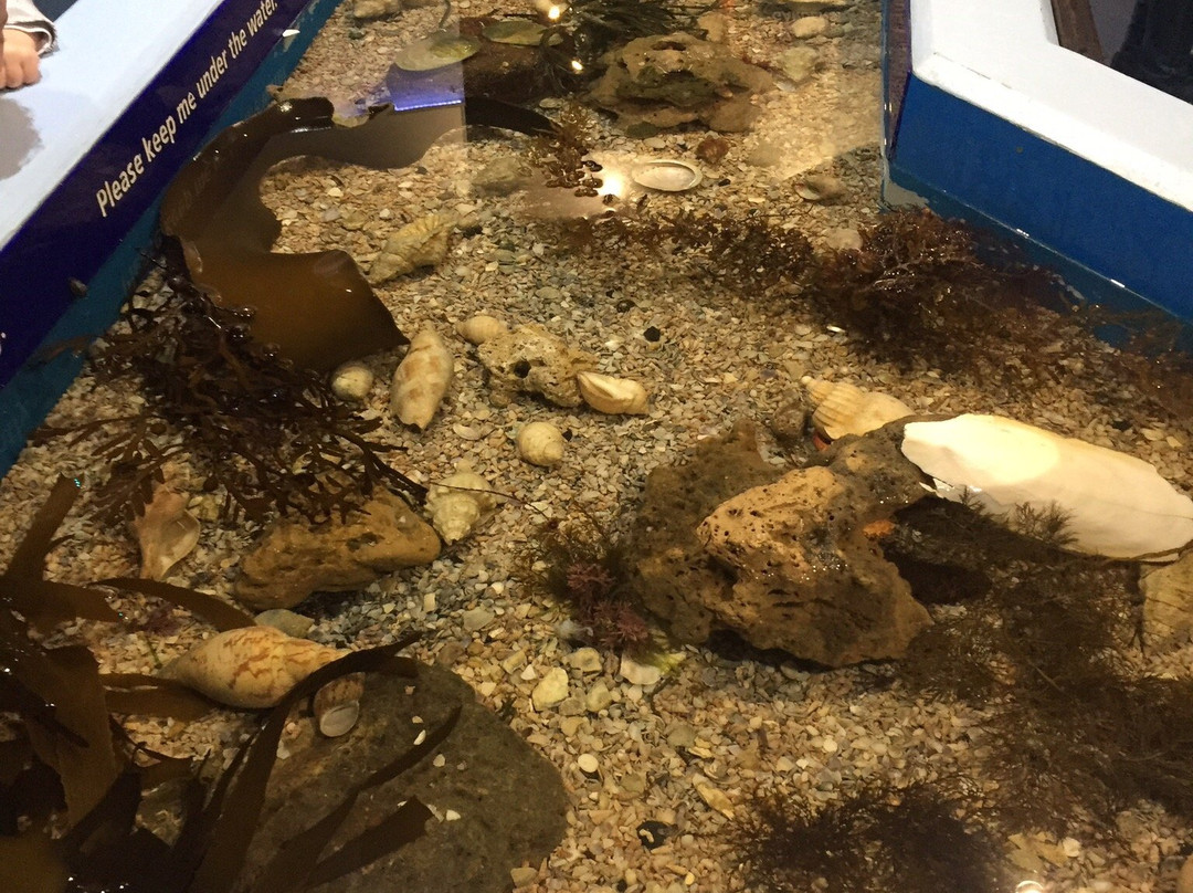 Marine and Freshwater Discovery Centre-皇后崖必去景点