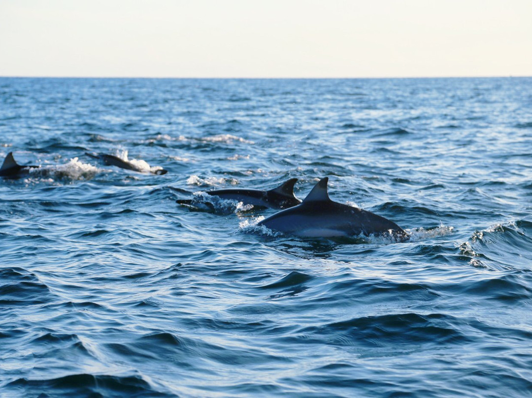 Trinco Eddi-Trincomalee必去景点