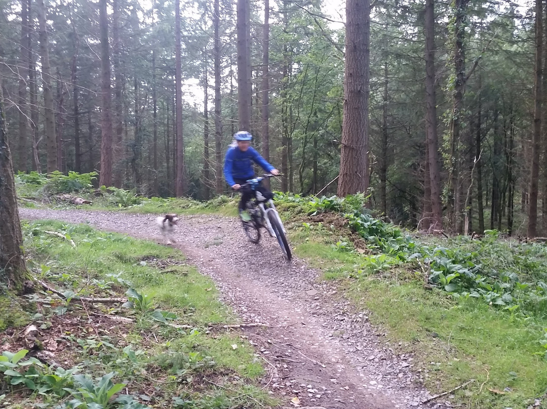 Forest of Dean Cycle Centre景点图片