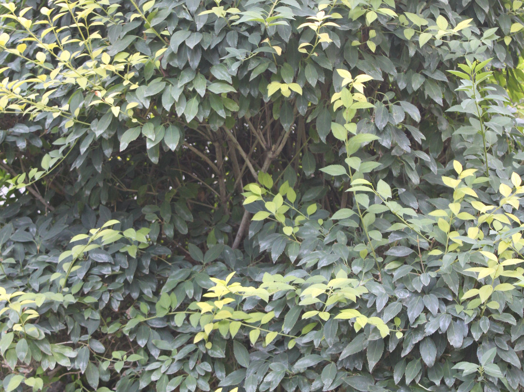 Lovers' Park-埃里温必去景点