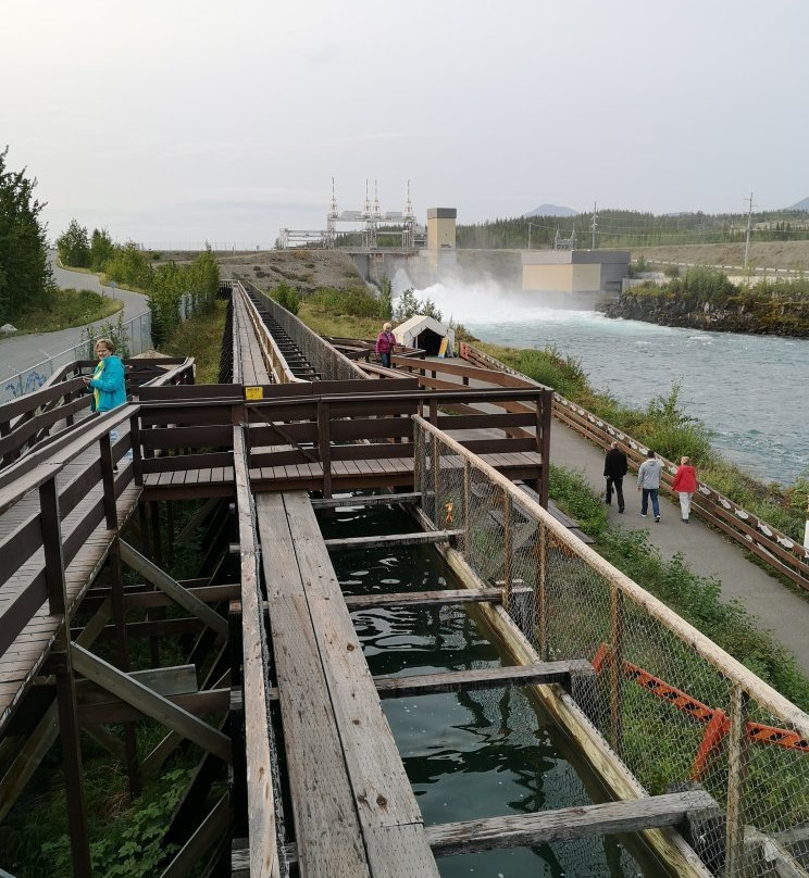Whitehorse Fishway-白马市必去景点