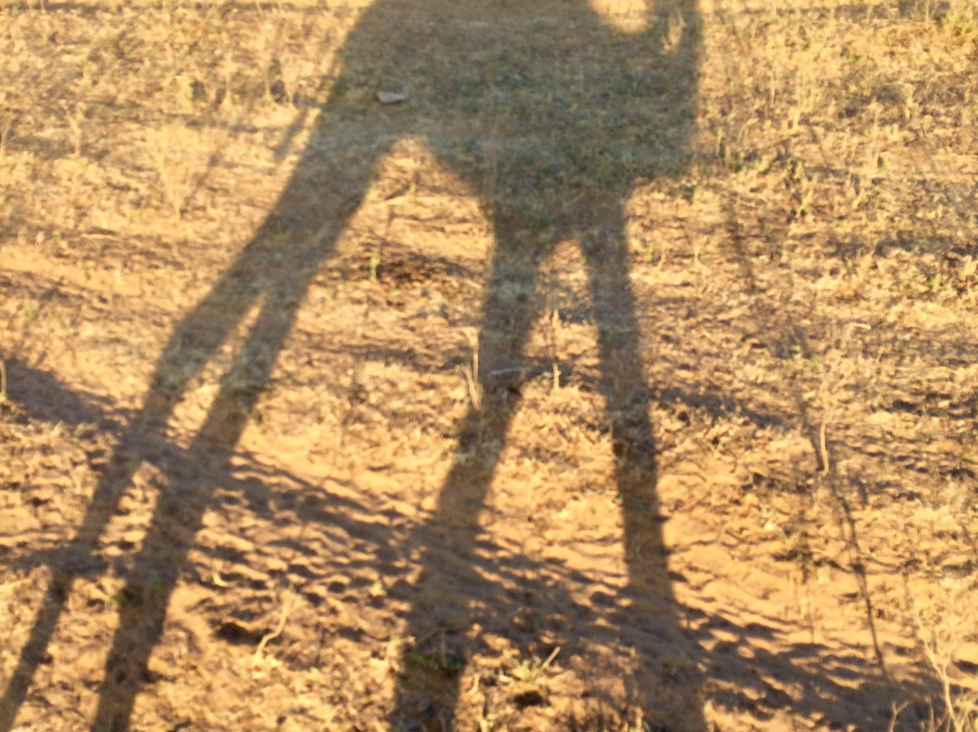 Shankar Camel Safari Pushkar-普希卡必去景点