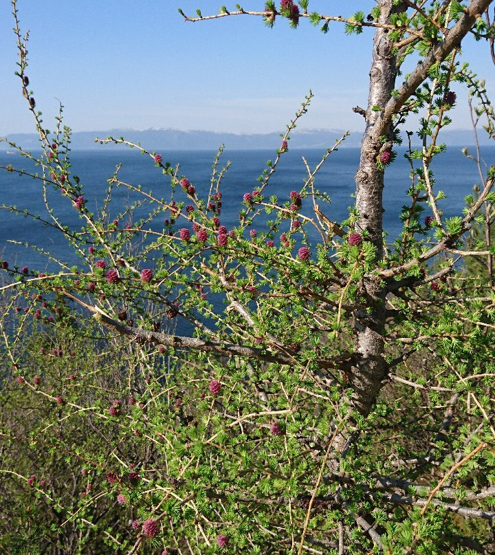 Ladestien - Hiking Trail景点图片